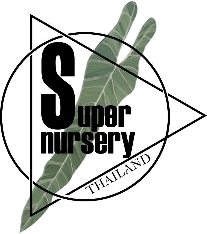 Super Nursery Thailand